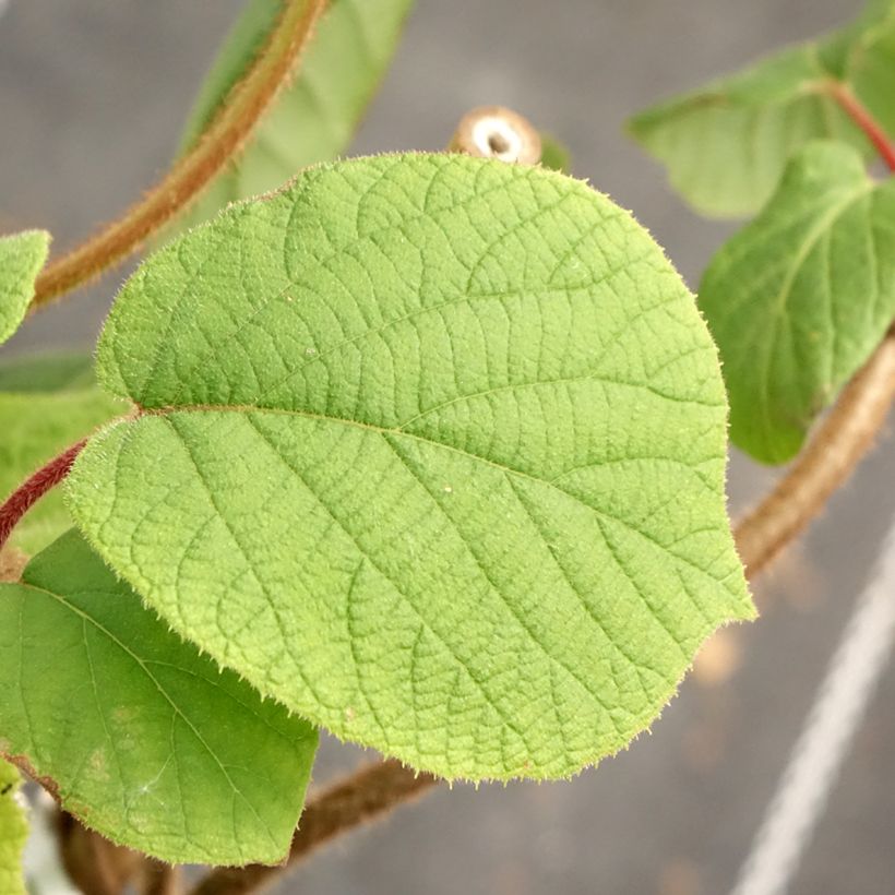 Actinidia chinensis - Chinesischer Strahlengriffel (Foliage)