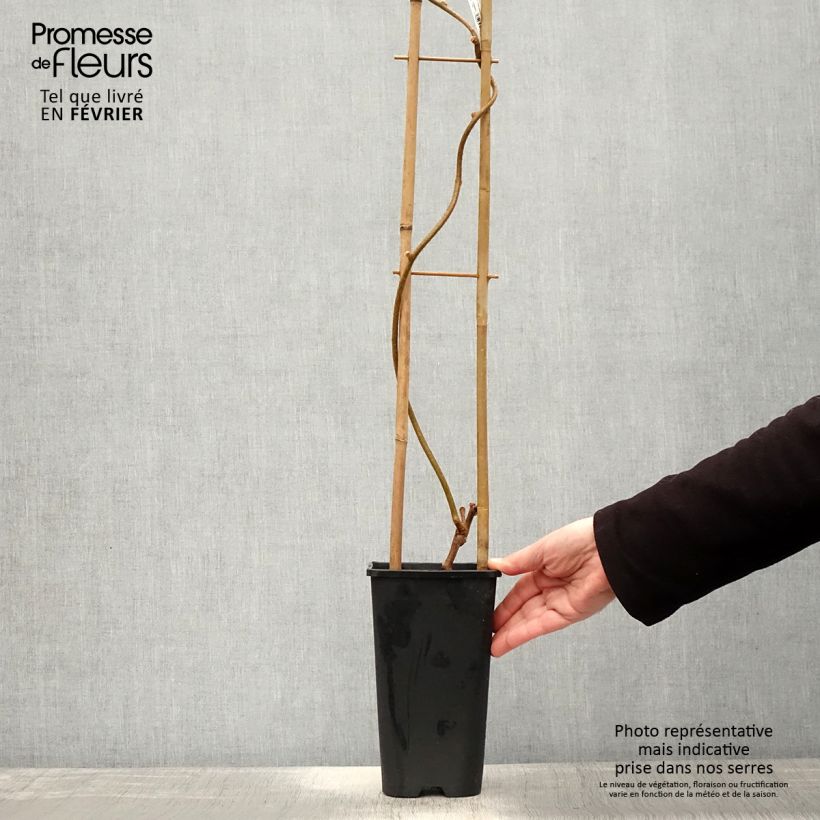 Exemplar von Kiwi autofertile Herma - Actinidia chinensis Pot de 3L/4L wie im Winter geliefert