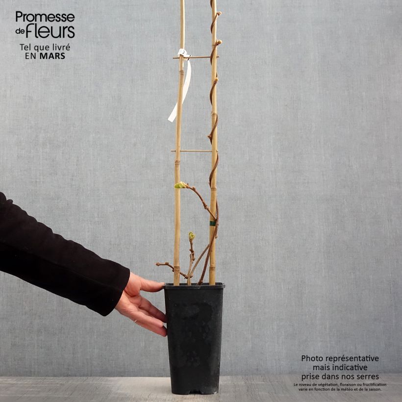 Example of Actinidia chinensis - Chinesischer Strahlengriffel Topf mit 3L/4L as you get in printemps