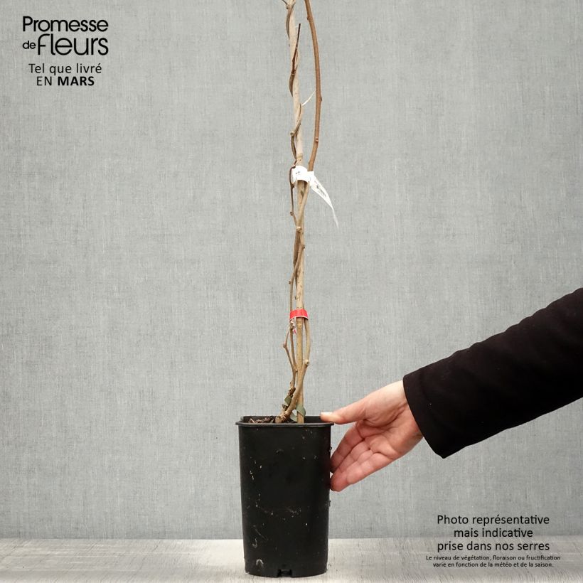 Exemplar von Actinidia deliciosa Montcap - Chinesischer Strahlengriffel Topf mit 2L/3L wie im Frühjahr geliefert