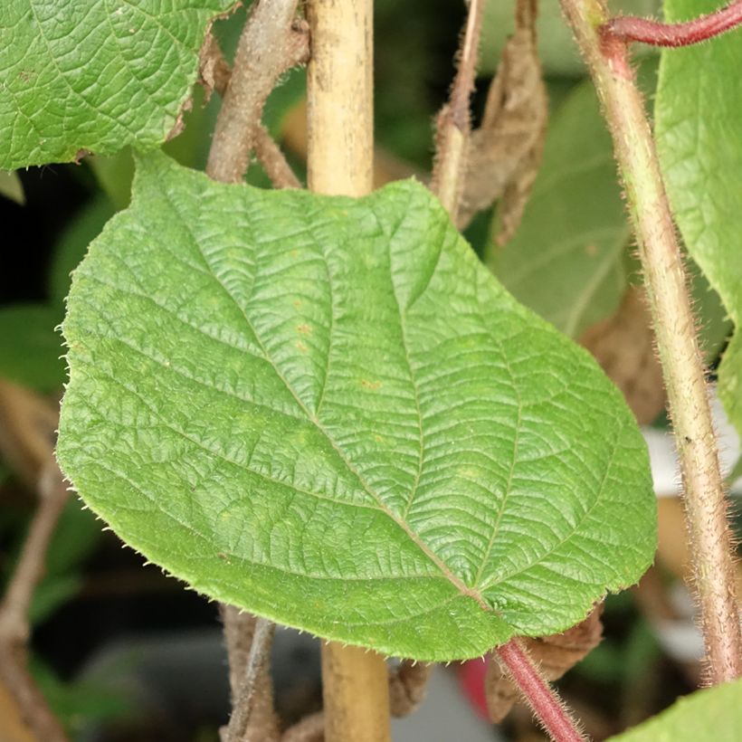 Actinidia deliciosa Montcap - Chinesischer Strahlengriffel (Laub)