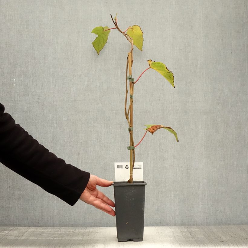 Exemplar von Actinidia chinensis Bruno (Weiblich) - Chinesischer Strahlengriffel Topf mit 1,5L/2L wie im Herbst geliefert