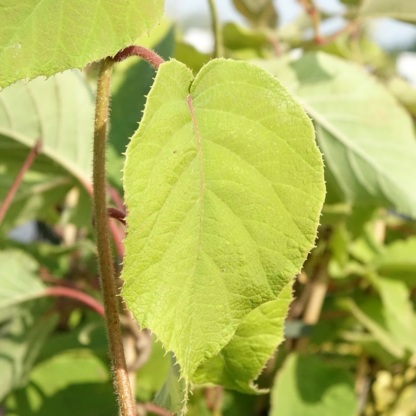 Actinidia chinensis Bruno (Weiblich) - Chinesischer Strahlengriffel (Laub)