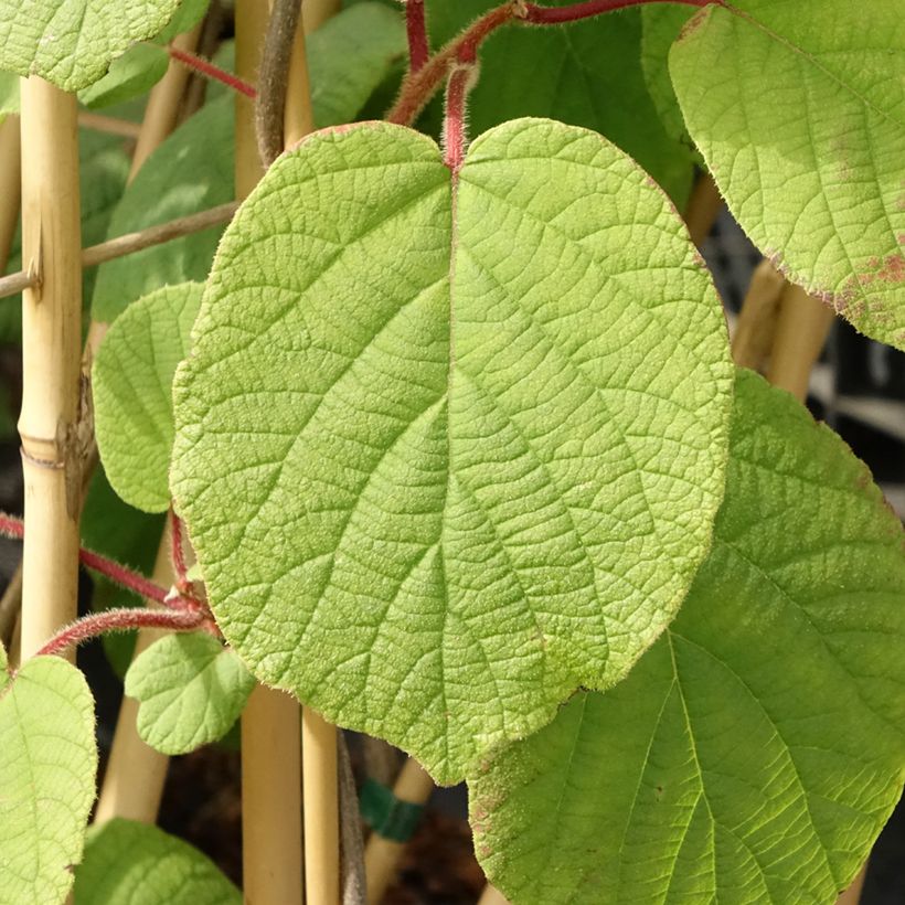 Actinidia deliciosa Monty - Chinesischer Strahlengriffel (Laub)