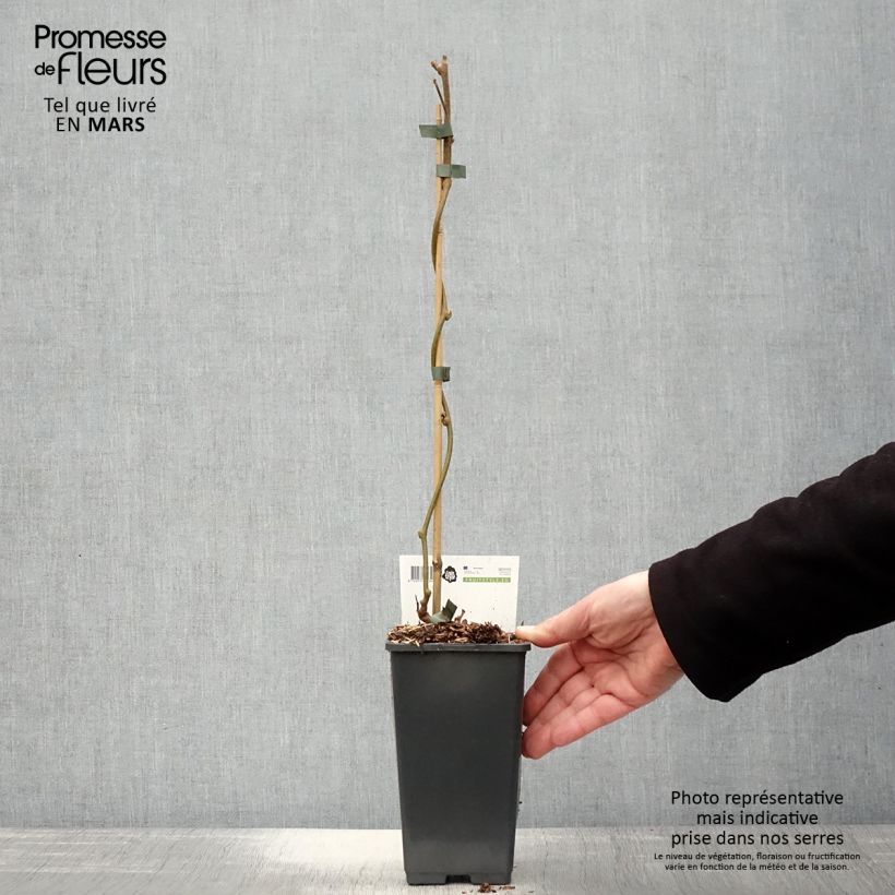 Example of Actinidia chinensis Golden Delight (Männlich) - Chinesischer Strahlengriffel Topf mit 1,5L/2L as you get in printemps