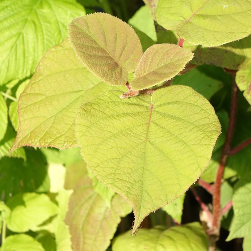 Actinidia deliciosa Hayward Bio - Chinesischer Strahlengriffel (Laub)