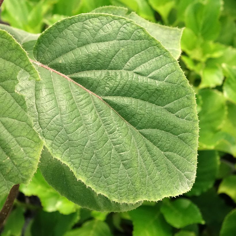 Actinidia deliciosa Kiwi Gold - Chinesischer Strahlengriffel (Foliage)