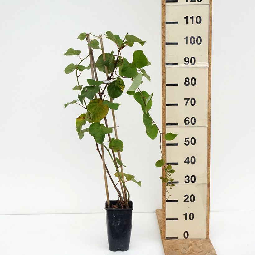 Example of Actinidia deliciosa Kiwi Gold - Chinesischer Strahlengriffel Topf mit 1,5L/2L as you get in ete