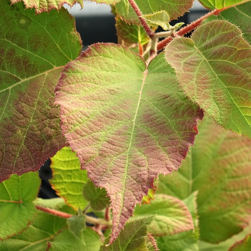 Actinidia deliciosa kiw'Happy (Weiblich)  - Chinesischer Strahlengriffel (Laub)