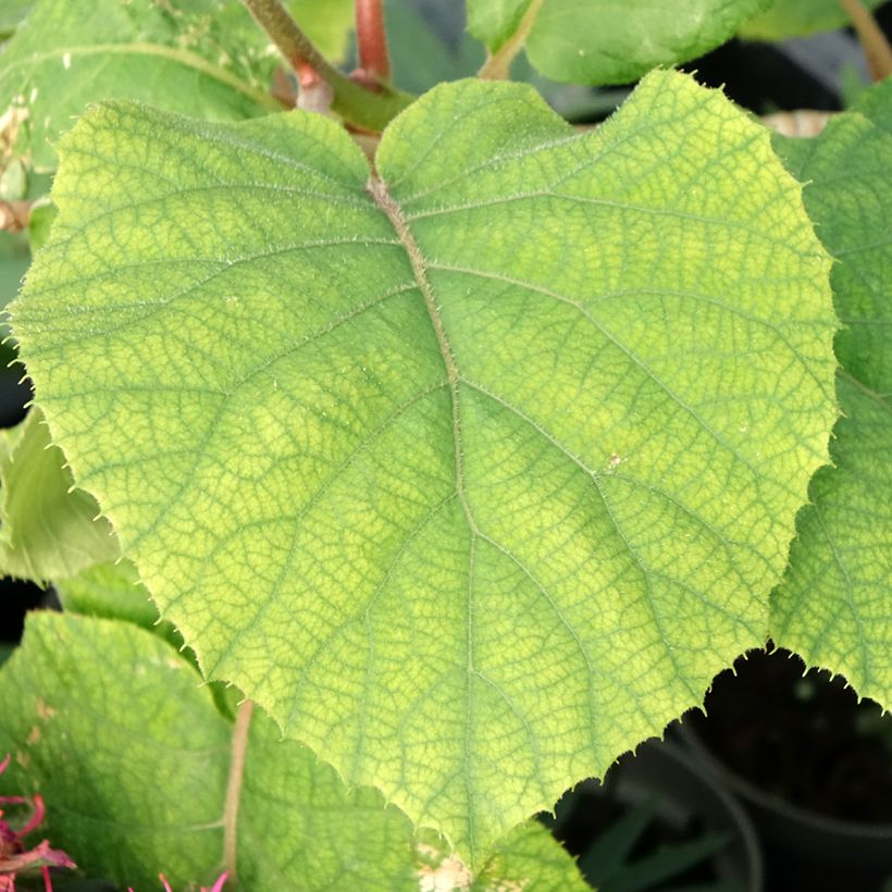 Actinidia deliciosa Kiw'Happy (Männlich) - Chinesischer Strahlengriffel (Foliage)