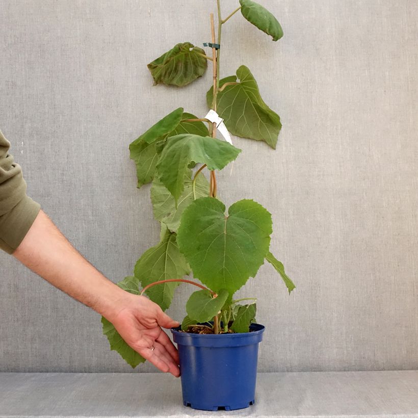 Exemplar von Actinidia deliciosa Kiw'Happy (Männlich) - Chinesischer Strahlengriffel Topf mit 2L/3L wie im Sommer geliefert