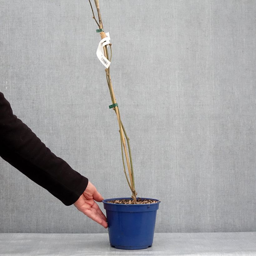 Exemplar von Kiwi jaune kiw'Happy mâle - Actinidia deliciosa Pot de 2L/3L wie im Winter geliefert