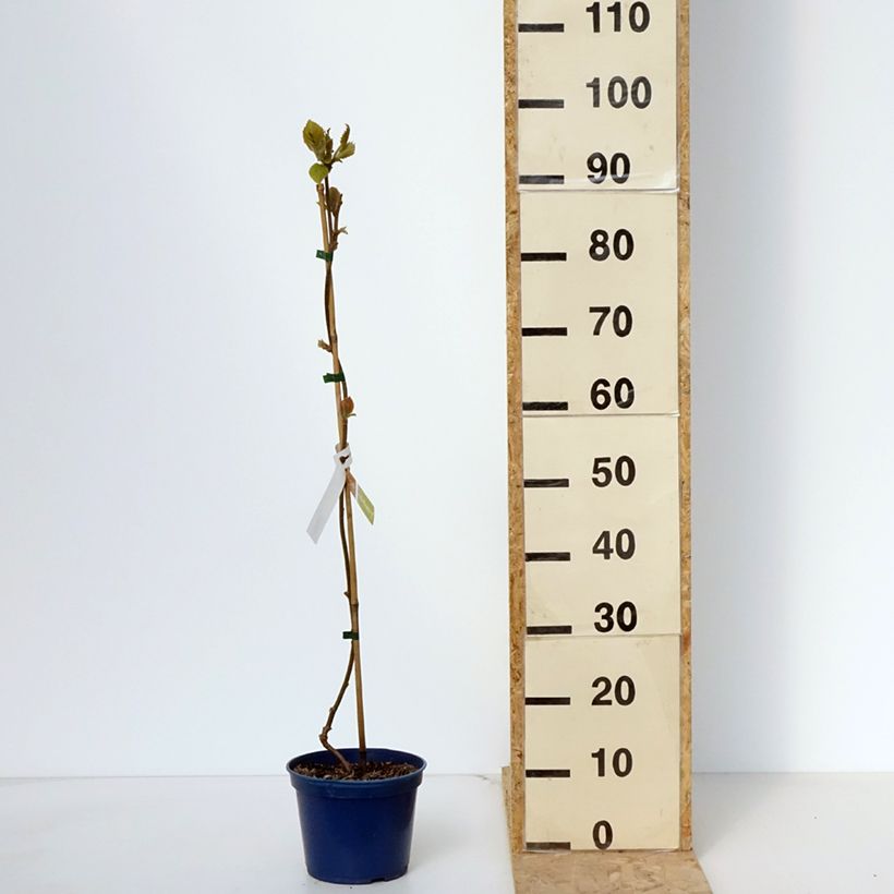 Example of Actinidia deliciosa Kiw'Happy (Männlich) - Chinesischer Strahlengriffel Topf mit 2L/3L as you get in printemps