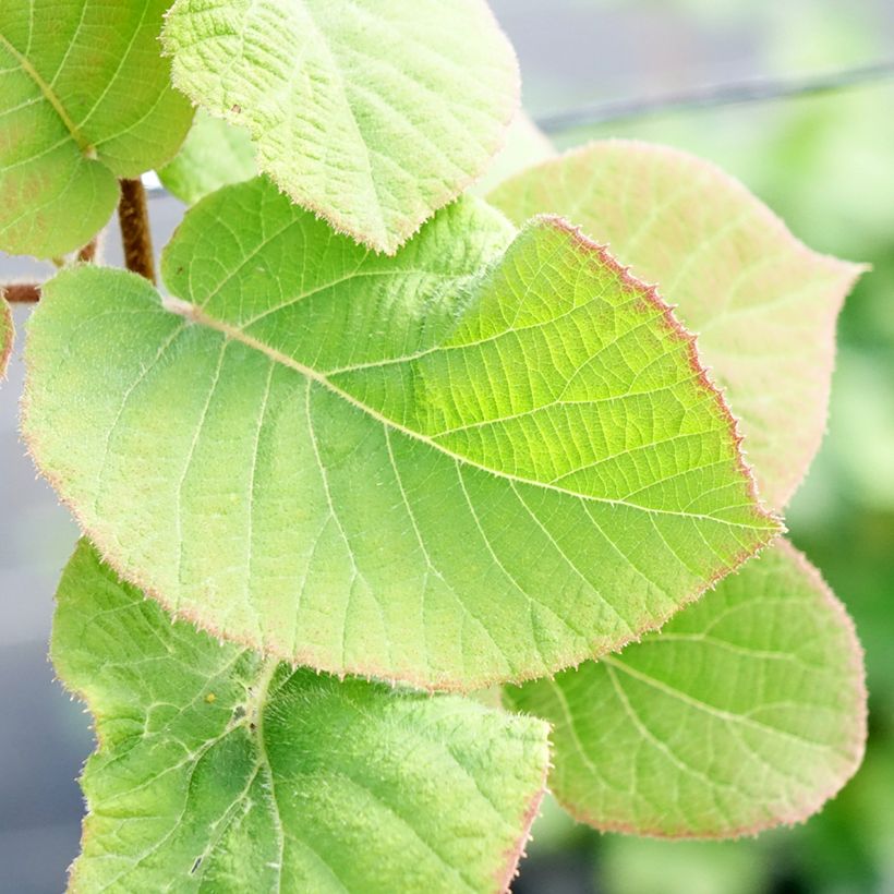 Actinidia chinensis Minkimale (Männlich) - Chinesischer Strahlengriffel (Laub)