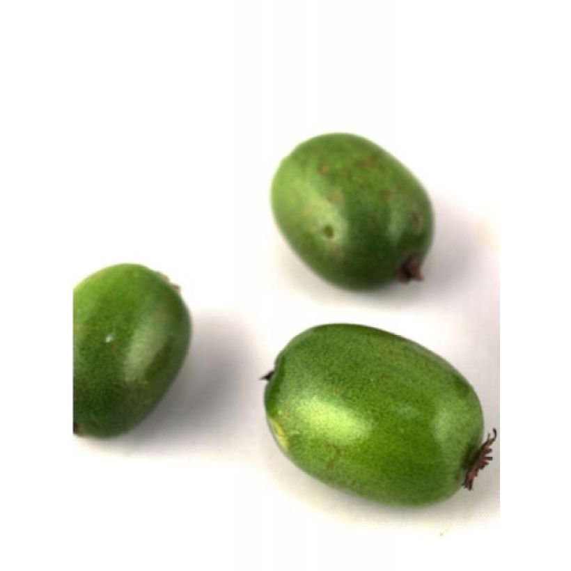 Actinidia arguta Vitikiwi - Zwerg Kiwi (Harvest)