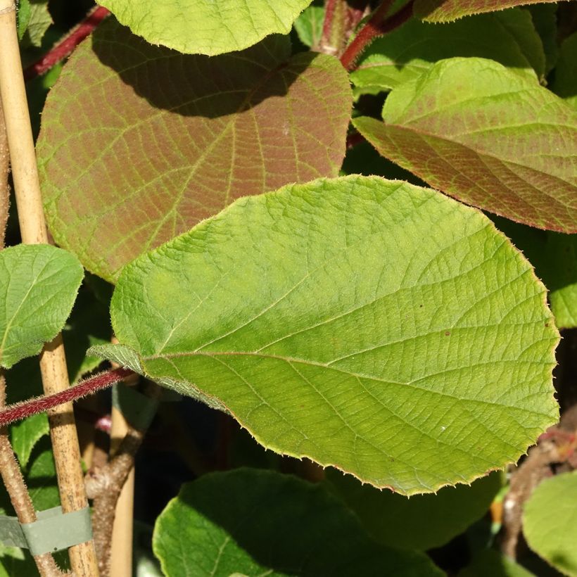 Actinidia deliciosa Koryoku (Weiblich) - Chinesischer Strahlengriffel (Laub)