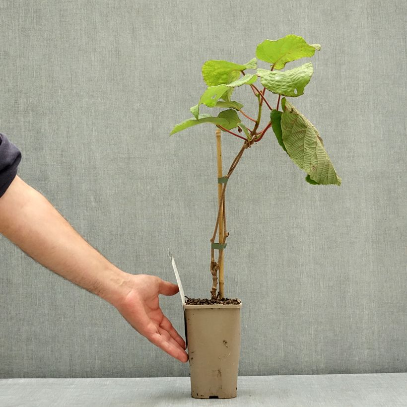 Exemplar von Actinidia deliciosa Koryoku (Weiblich) - Chinesischer Strahlengriffel Topf mit 1,5L/2L wie im Sommer geliefert