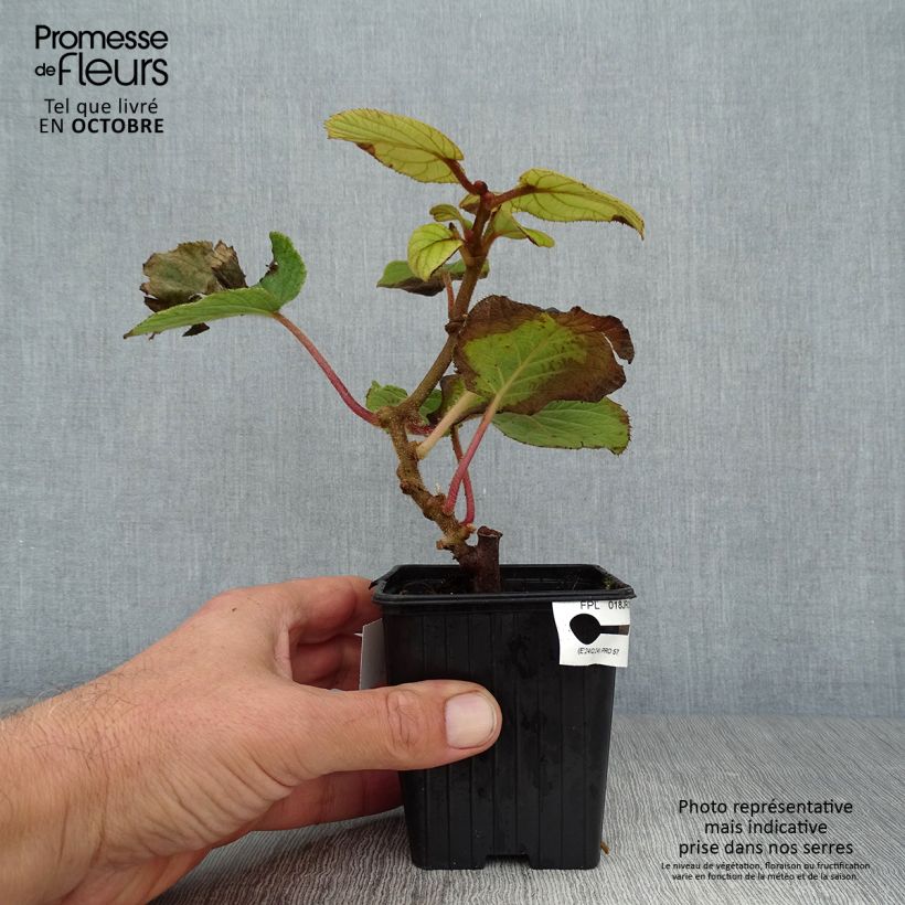 Exemplar von Actinidia chinensis Solissimo - Chinesischer Strahlengriffel Kleine Töpfe von 8/9 cm wie im Herbst geliefert