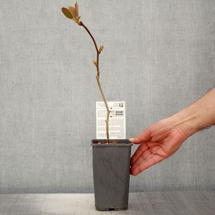 Example of Actinidia chinensis Solissimo Bio - Chinesischer Strahlengriffel Topf mit 1,5L/2L as you get in printemps