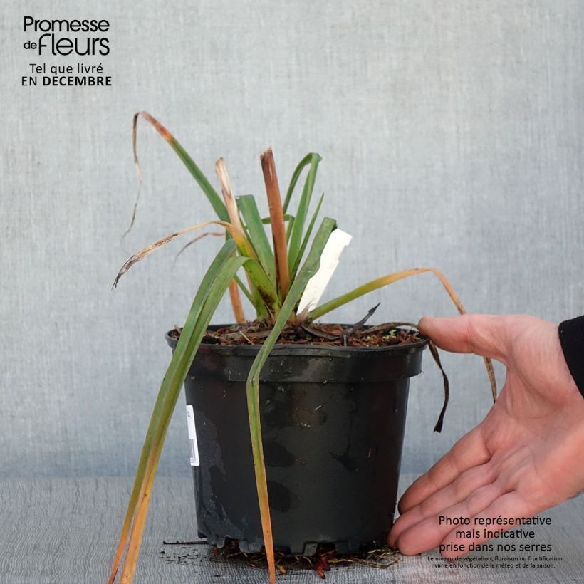 Exemplar von Kniphofia Alcazar - Tritoma Alcazar Pot de 2L/3L wie im Herbst geliefert