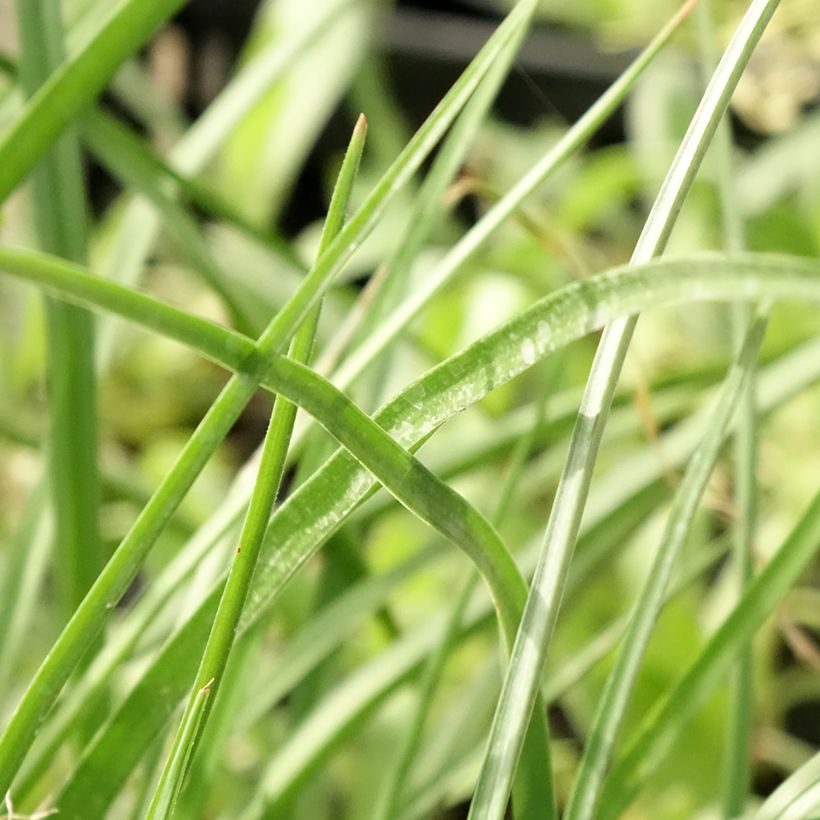Kniphofia citrina - Gelbblühende Fackellilie (Foliage)