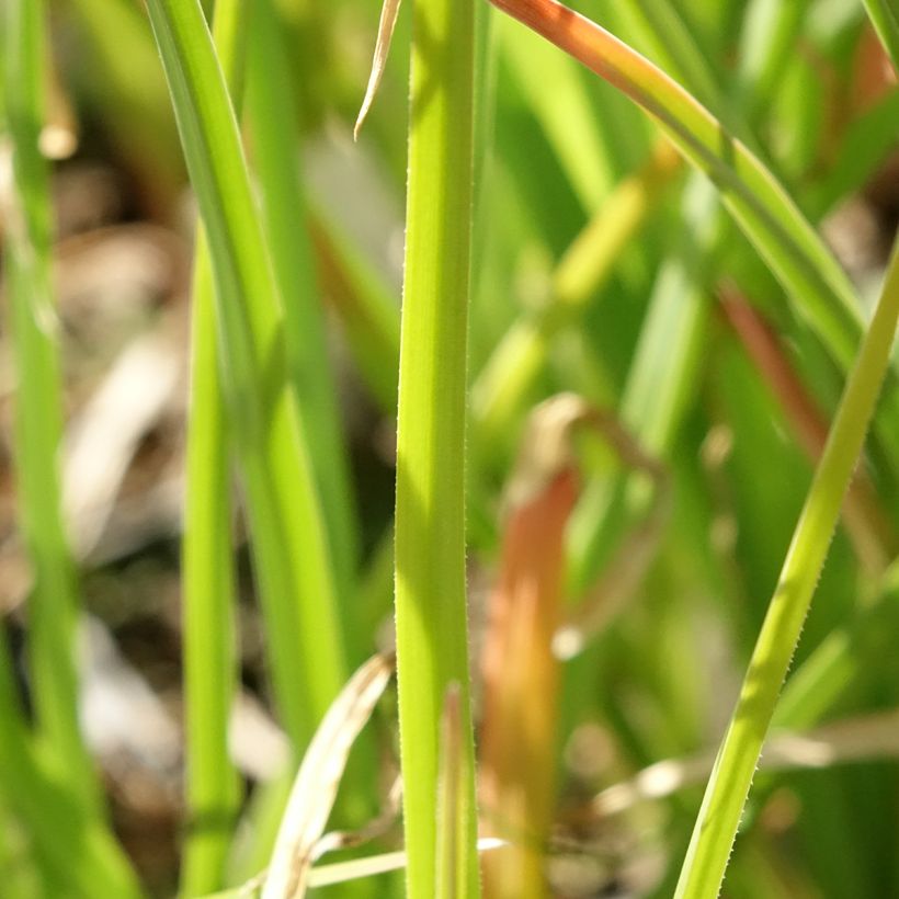 Fackellilie Flamenco - Kniphofia (Foliage)