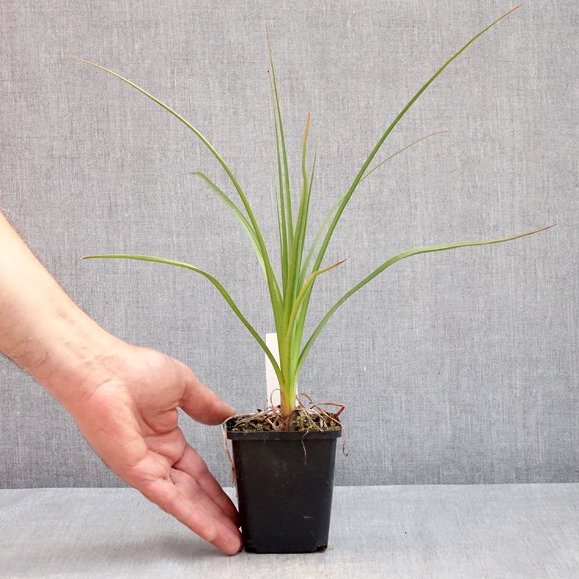 Example of Fackellilie Green Jade - Kniphofia Kleine Töpfe von 8/9 cm as you get in printemps