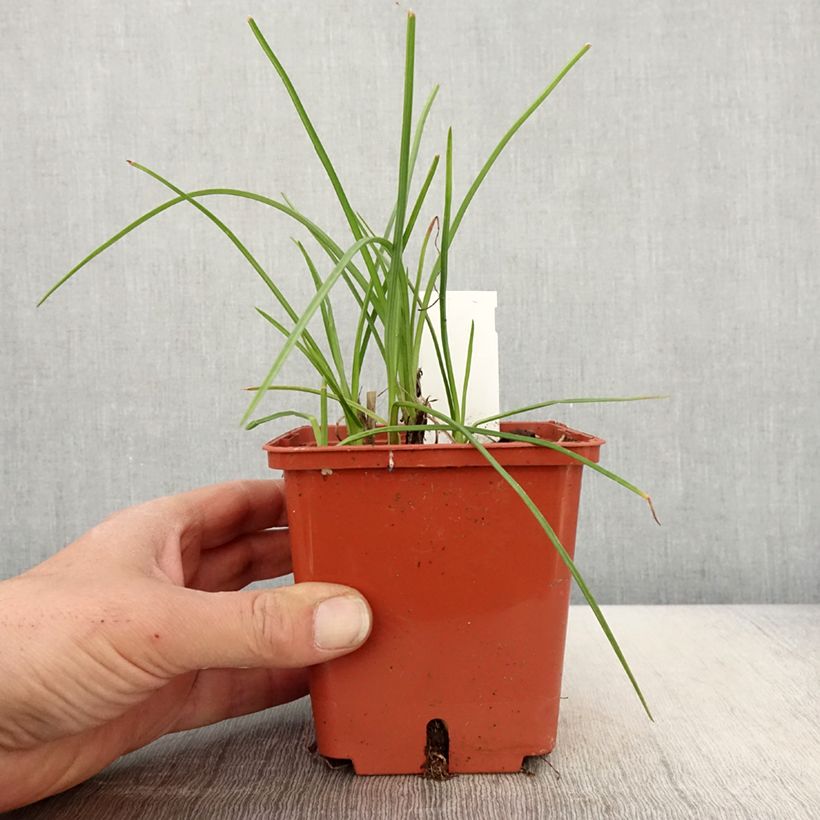 Example of Fackellilie Mango Popsicle - Kniphofia Topf mit 1L/1,5L as you get in printemps