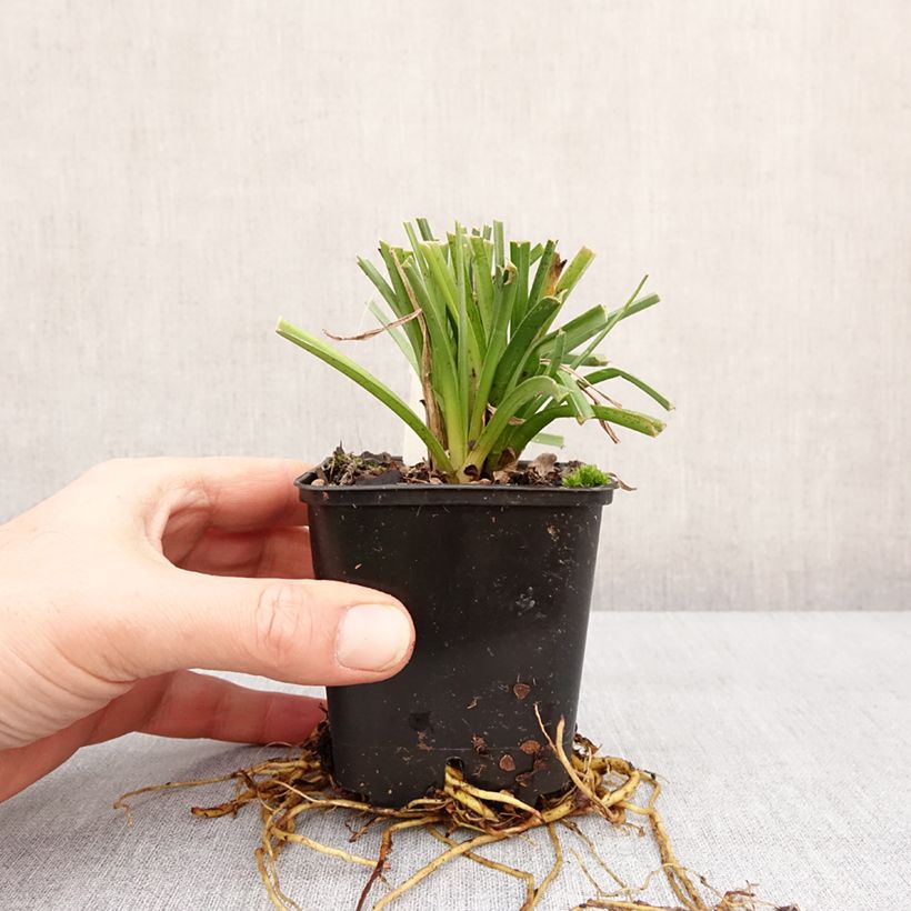 Exemplar von Kniphofia Traffic Lights - Tritoma Godet de 8/9 cm wie im Winter geliefert