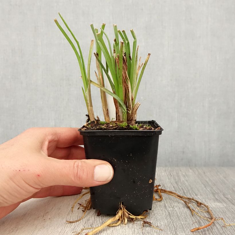 Example of Fackellilie Traffic Lights - Kniphofia Kleine Töpfe von 8/9 cm as you get in printemps