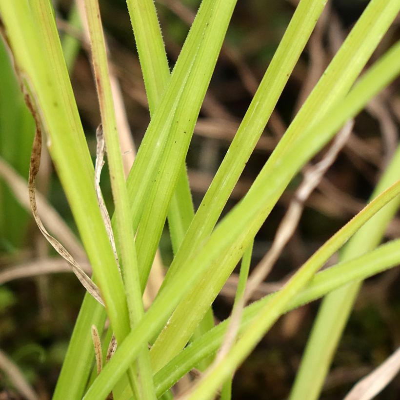 Fackellilie Wrexham Buttercup - Kniphofia (Laub)