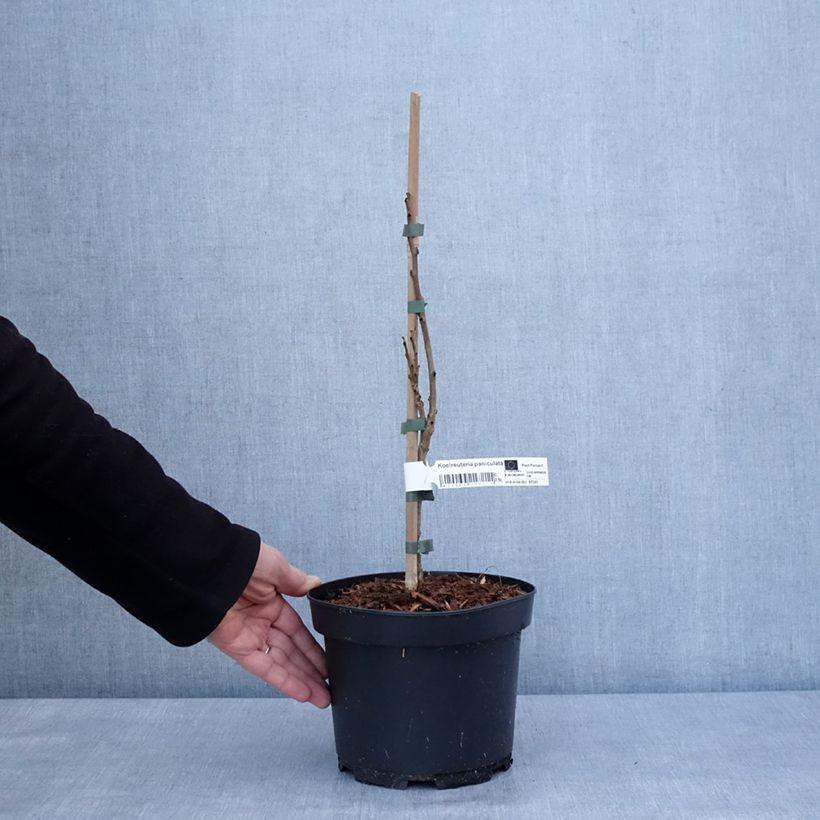 Exemplar von Koelreuteria paniculata - Savonnier de Chine Pot de 3L/4L wie im Winter geliefert