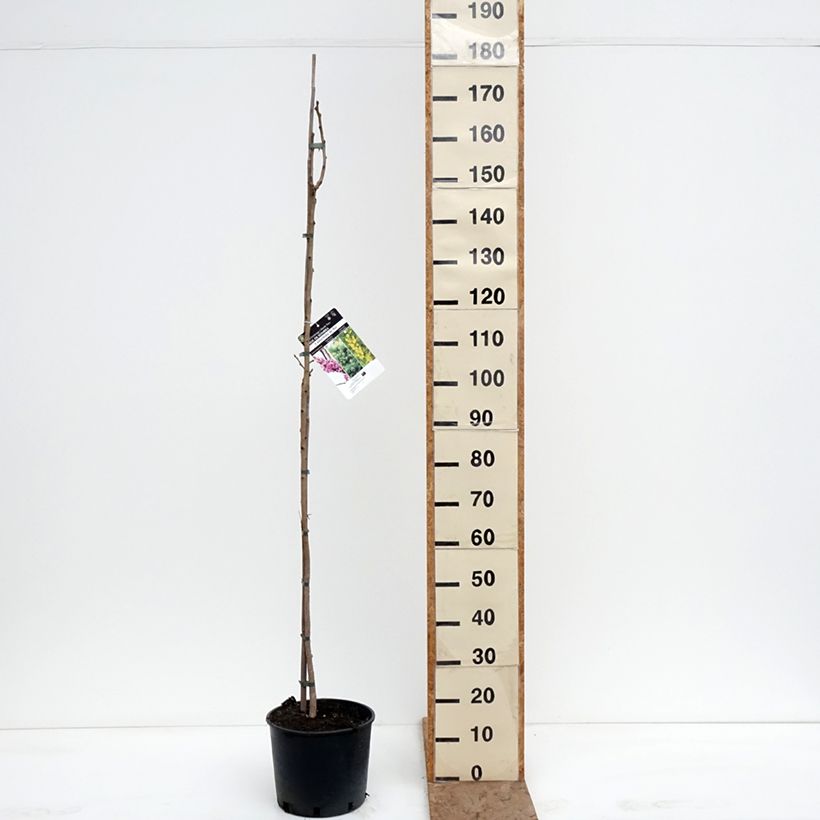 Example of Koelreuteria paniculata - Blasenesche Topf mit 7,5L/10L as you get in hiver