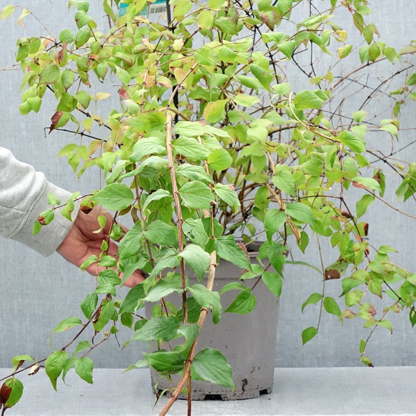 Exemplar von Kolkwitzia amabilis Pink Cloud - Scheinweigelie Topf mit 6L/7L wie im Sommer geliefert