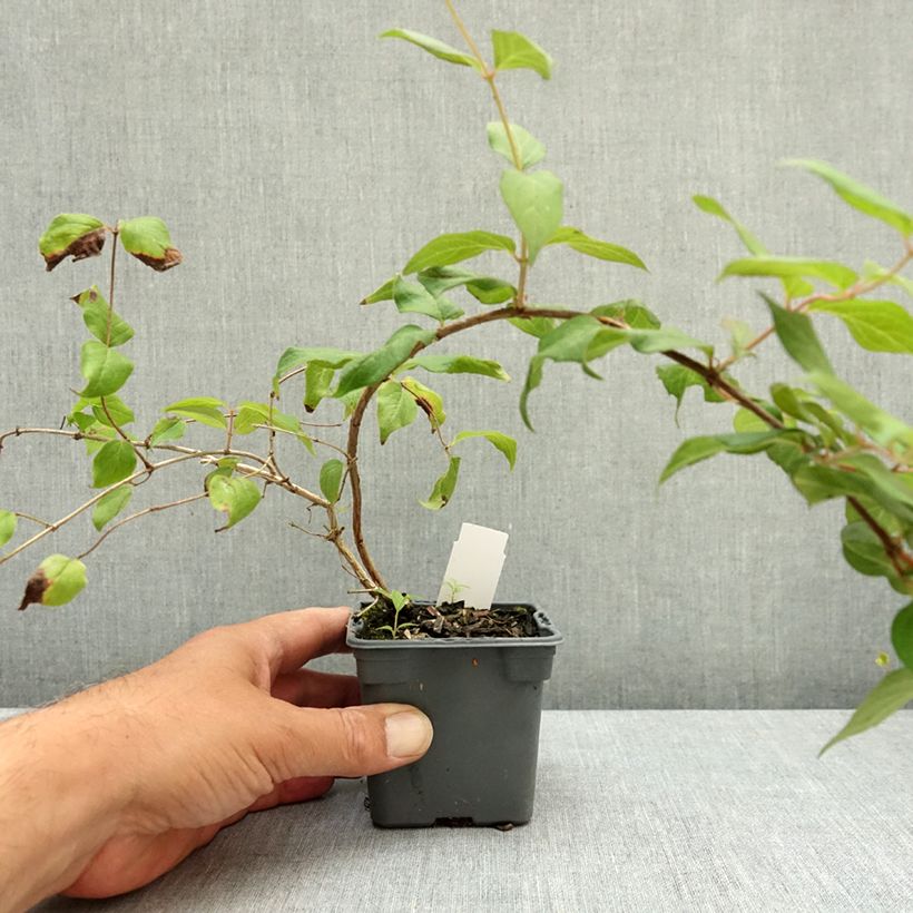 Exemplar von Kolkwitzia amabilis Pink Cloud - Scheinweigelie Kleine Töpfe von 8/9 cm wie im Sommer geliefert