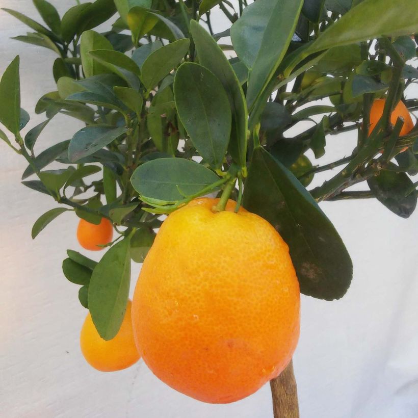 Kumquat obovata - Citrus japonica (Harvest)