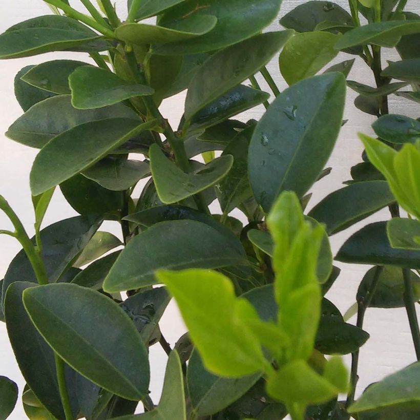 Kumquat obovata - Citrus japonica (Foliage)