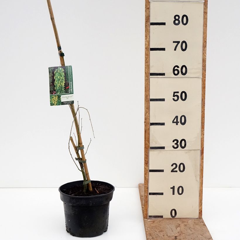 Exemplar von Laburnum anagyroides Yellow Rocket - Gewöhnlicher Goldregen Topf mit 4L/5L wie im Winter geliefert