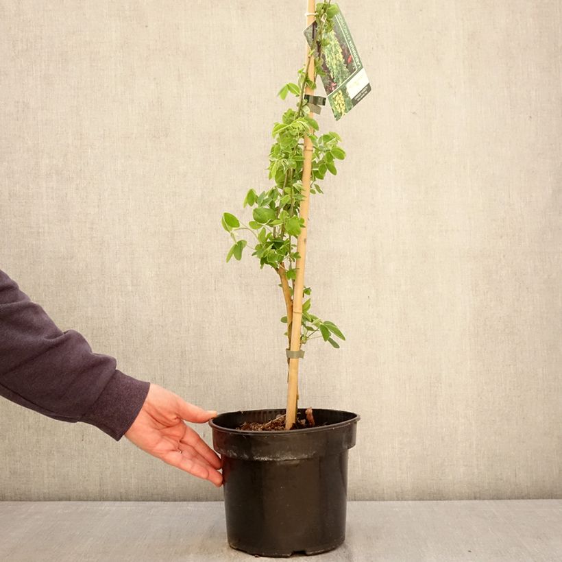 Exemplar von Laburnum anagyroides Yellow Rocket - Gewöhnlicher Goldregen Topf mit 4L/5L wie im Frühjahr geliefert