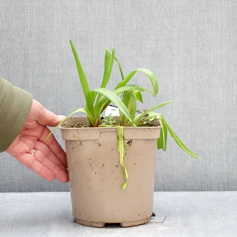 Example of Lachenalia African Beauty Rosabeth - Lachenalie Topf mit 3L/4L as you get in hiver