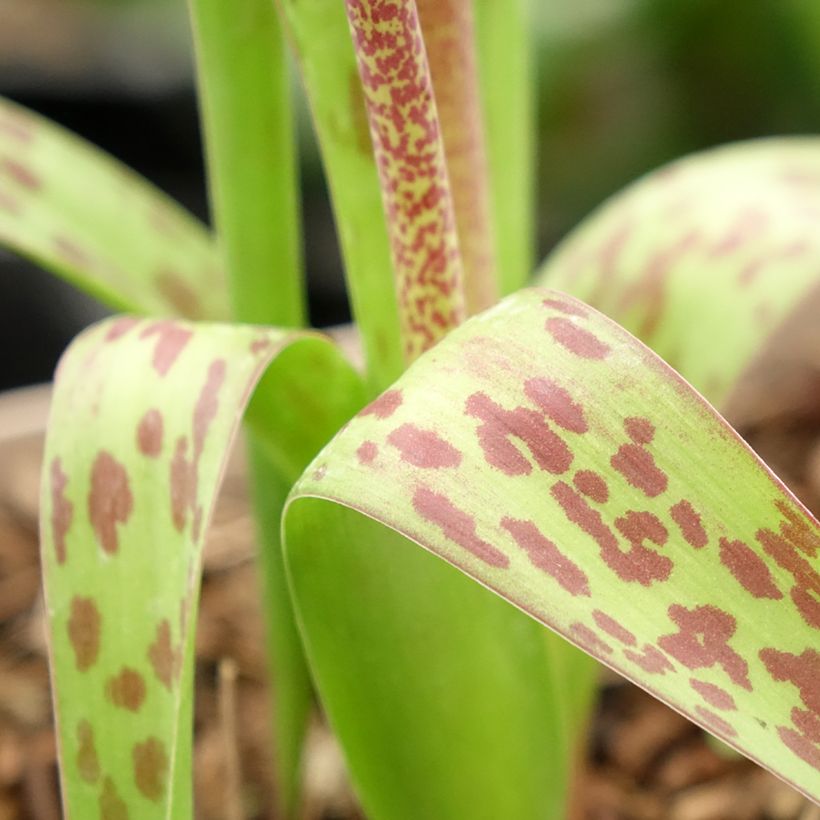 Lachenalia African Beauty Rupert - Lachenalie (Laub)
