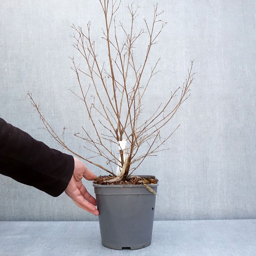 Example of Chinesische Kräuselmyrte Camaïeu d'Ete - Lagerstroemia Topf mit 4L/5L as you get in printemps