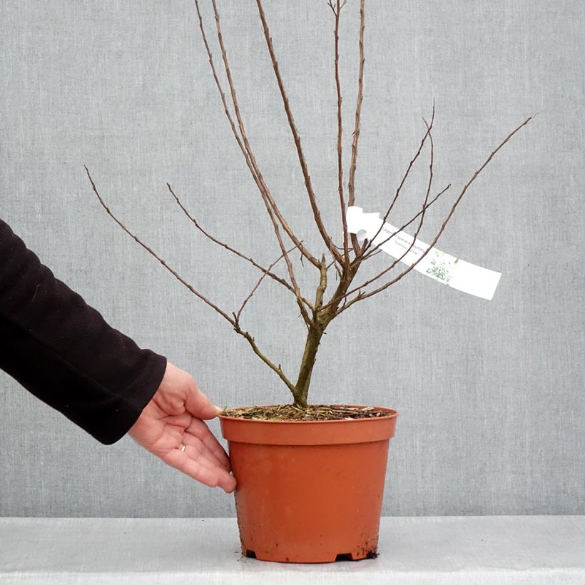 Example of Chinesische Kräuselmyrte Enduring White - Lagerstroemia Topf mit 3L/4L as you get in printemps