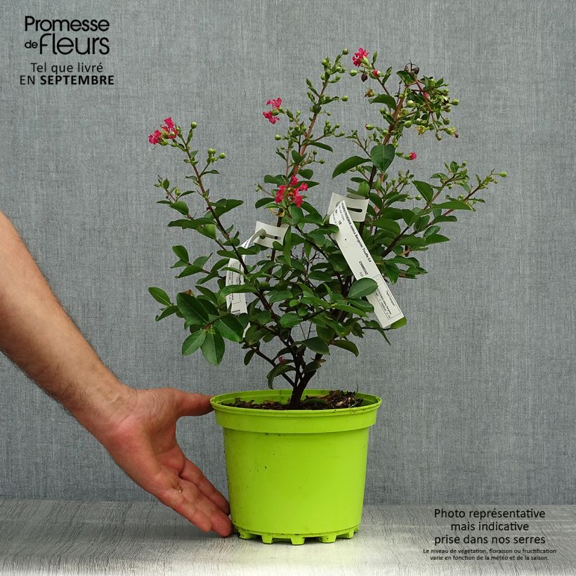 Exemplar von Chinesische Kräuselmyrte Bergerac - Lagerstroemia Topf mit 3L/4L, Strauch wie im Herbst geliefert