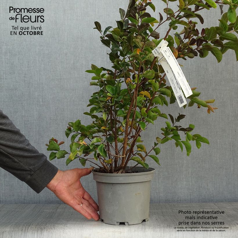 Exemplar von Chinesische Kräuselmyrte Berlingot Menthe - Lagerstroemia Topf mit 3L/4L, Strauch wie im Herbst geliefert
