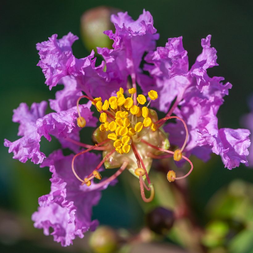 Chinesische Kräuselmyrte Black Diamond Lavender Lace - Lagerstroemia (Flowering)