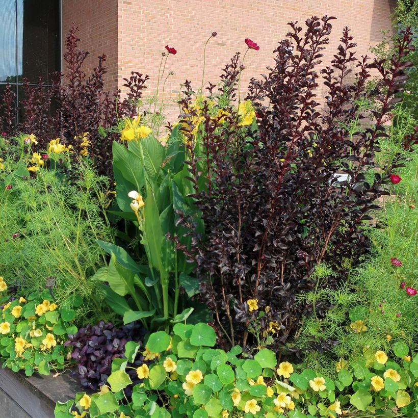 Chinesische Kräuselmyrte Black Diamond Lavender Lace - Lagerstroemia (Plant habit)
