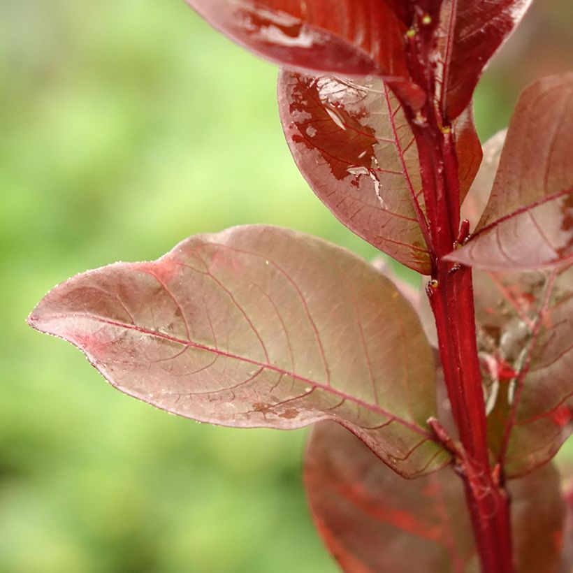 Chinesische Kräuselmyrte Black Solitaire Pure White - Lagerstroemia (Foliage)