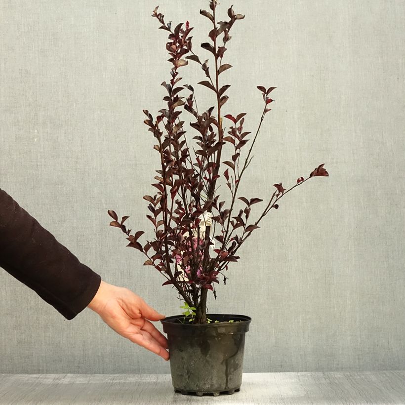 Exemplar von Chinesische Kräuselmyrte Black Solitaire Purely Purple - Lagerstroemia Topf mit 3L/4L, Strauch wie im Herbst geliefert