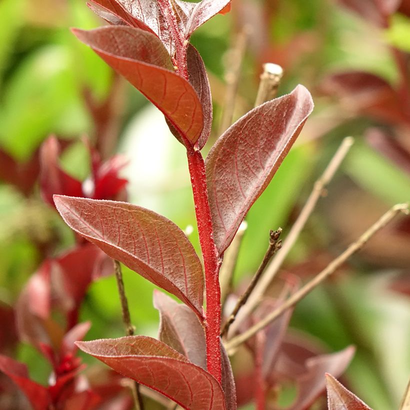 Chinesische Kräuselmyrte Black Solitaire Purely Purple - Lagerstroemia (Foliage)